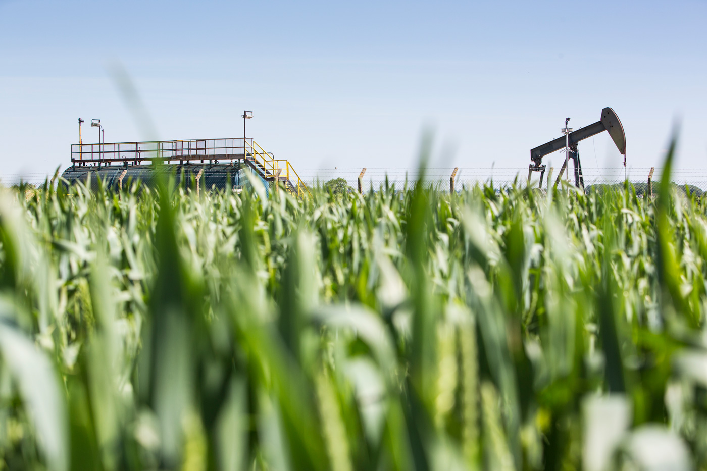 An oil rig is seen in the middle of a green field of corn