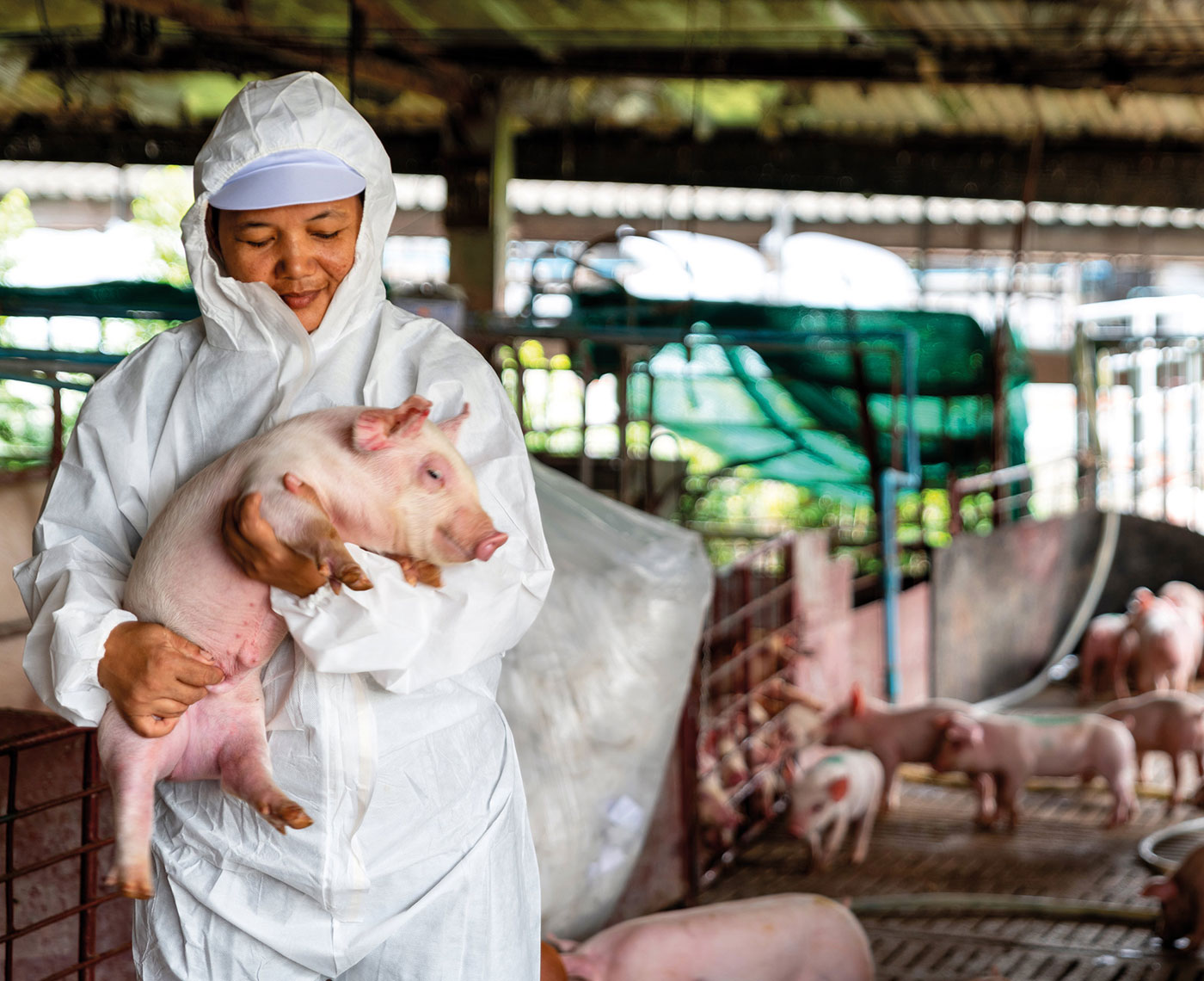 A woman wearing a white coverall and a hair mask holding a piglet in a barn