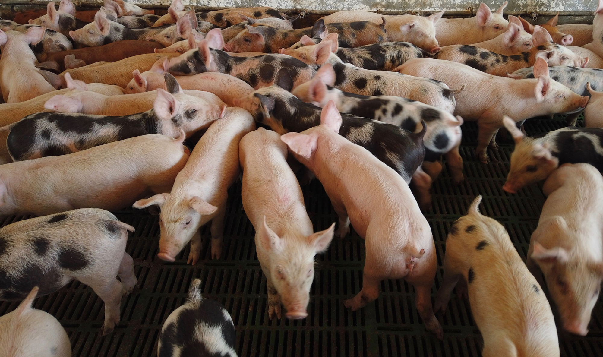 An image of a group of swine close together in a barn